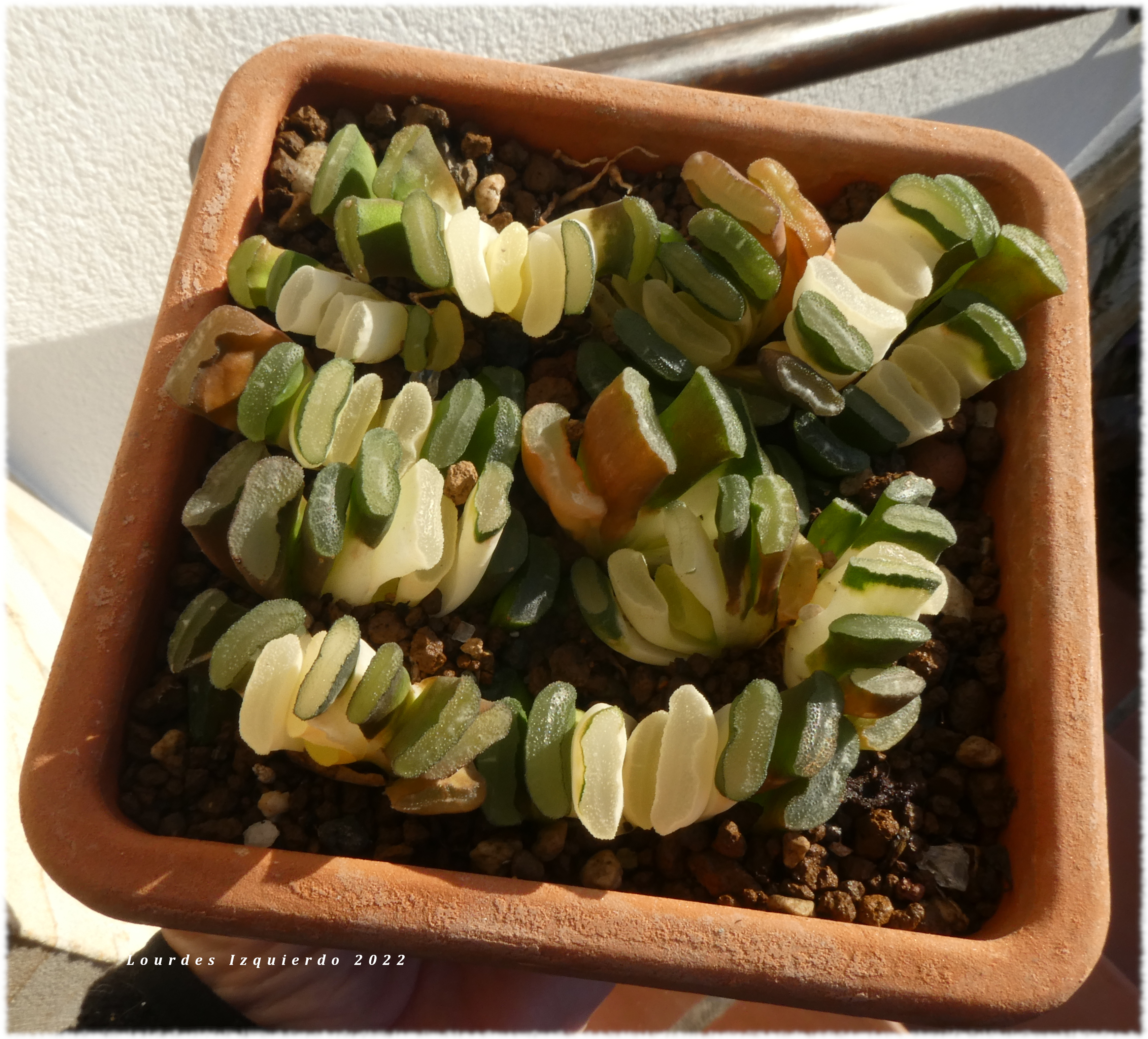 49871895402_337dc6c8fe_o (1).jpg