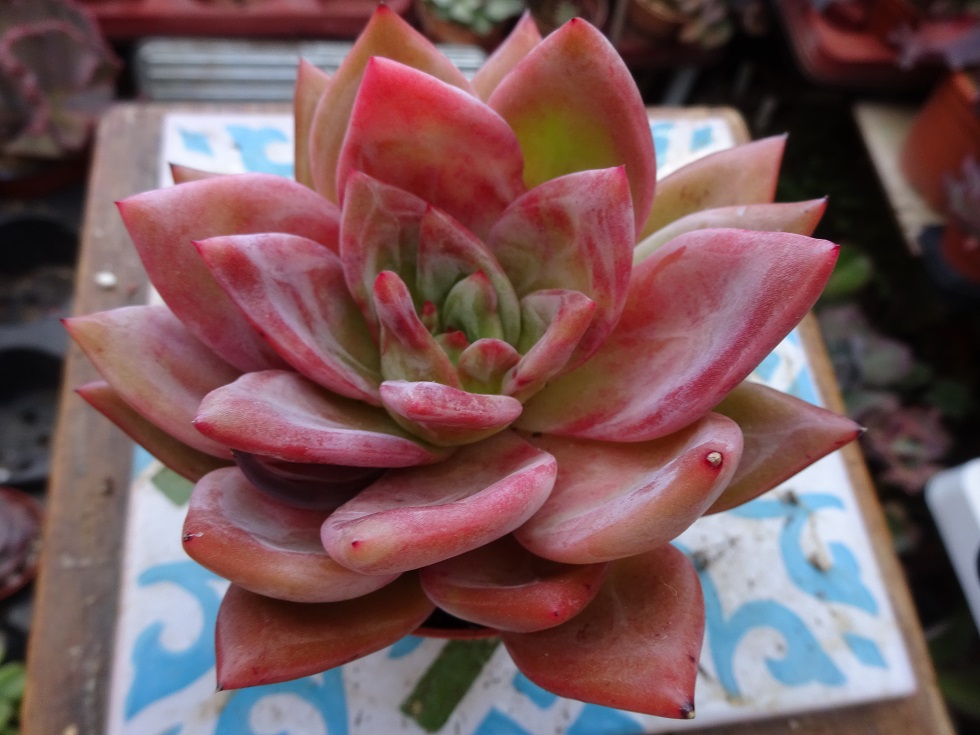 Echeveria agavoides 'Romeo' x laui.JPG