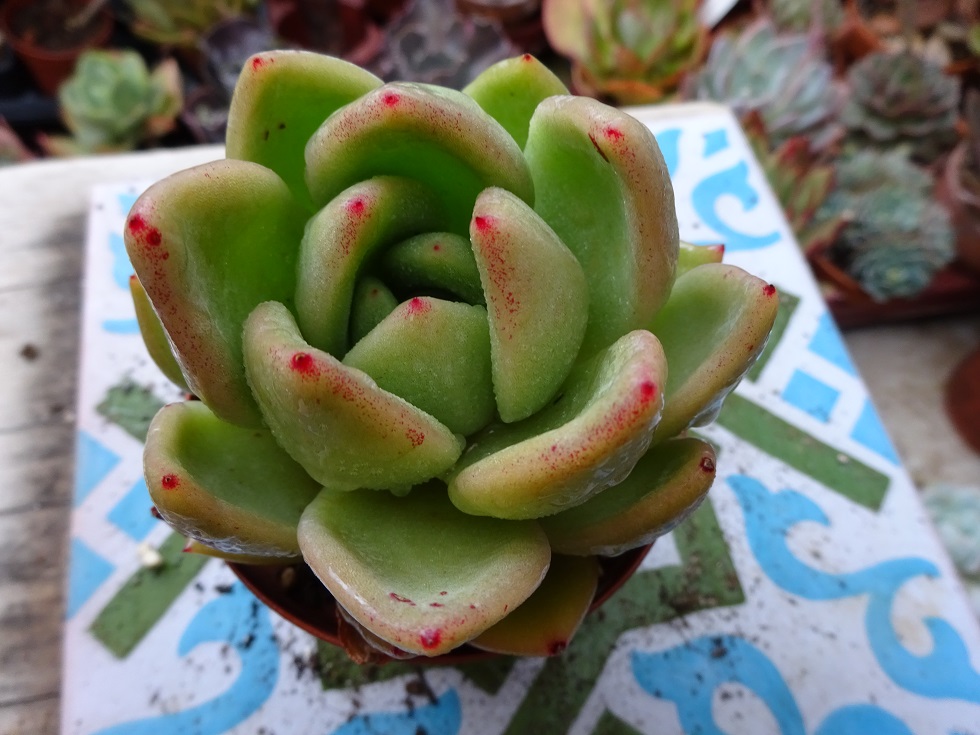 Echeveria agavoides 'Botero'.JPG