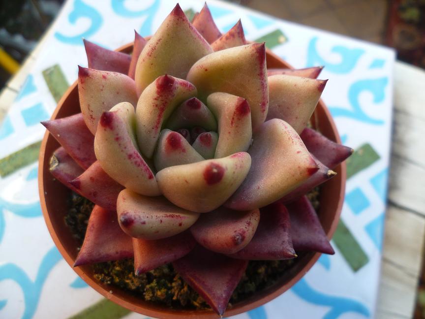 Echeveria agavoides 'Romeo'.JPG