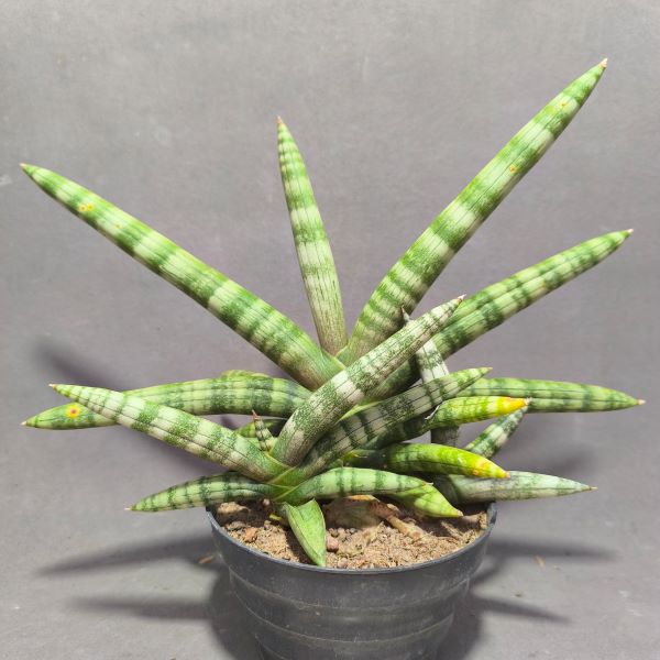 Sansevieria cylindrica &quot;Boncel&quot;
