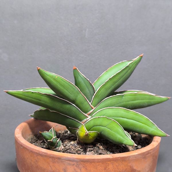 Sanseveria ehrenbergii &quot;Samurai&quot;
