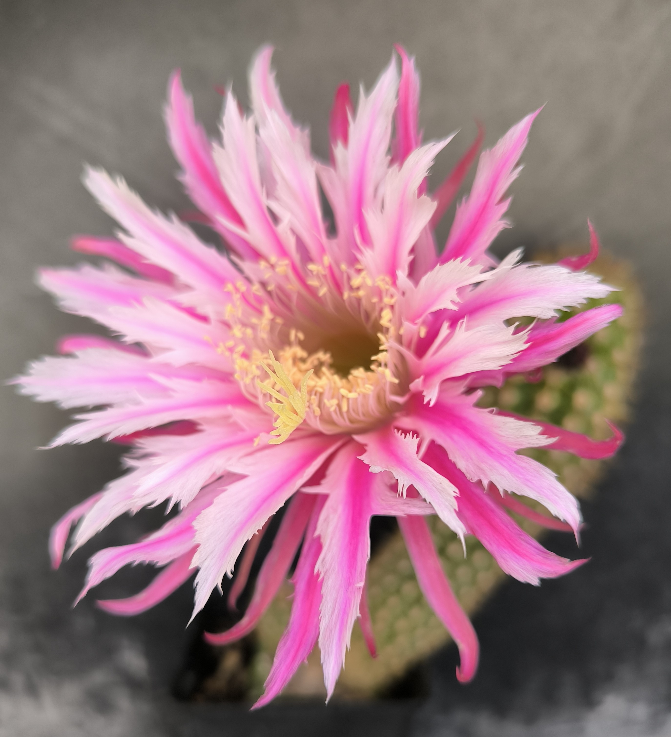 AH Barbara Kellner KE 2004 57 RT 7 A rosei x TH Wie Magnolia X Tr purpureopilosus.jpg