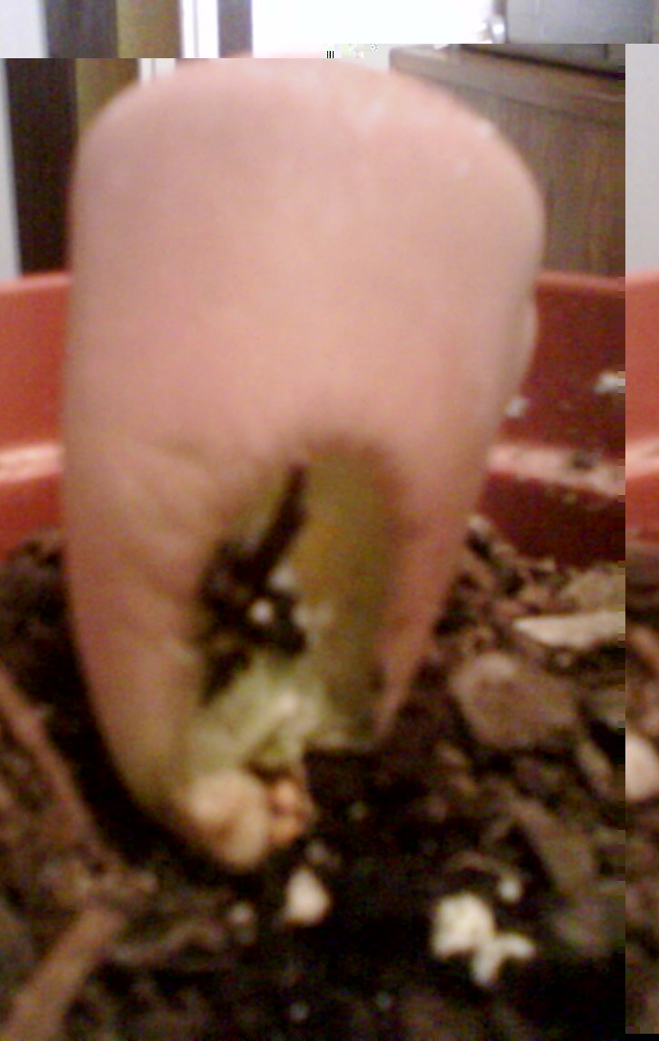 lithops.JPG