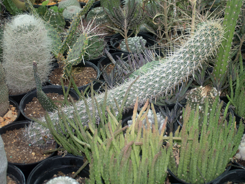 Stenocereus-eruca.jpg