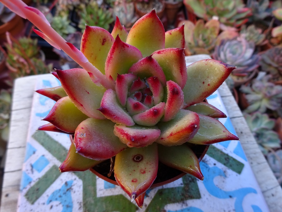 Echeveria agavoides 'Frank Reinelt'.JPG