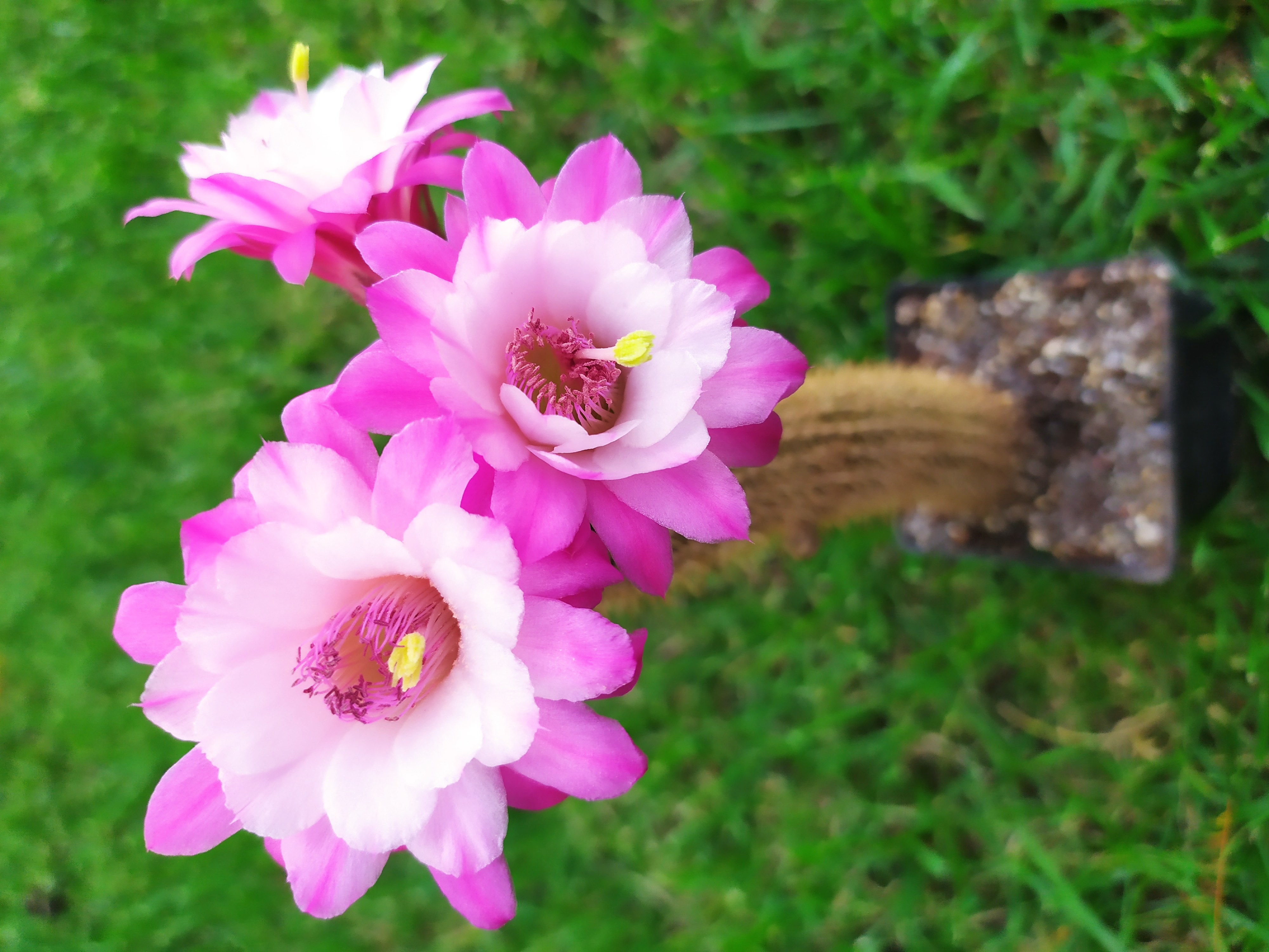 AH Otto Schulz (aureispina x roseiflora x eyresii) 01.jpg