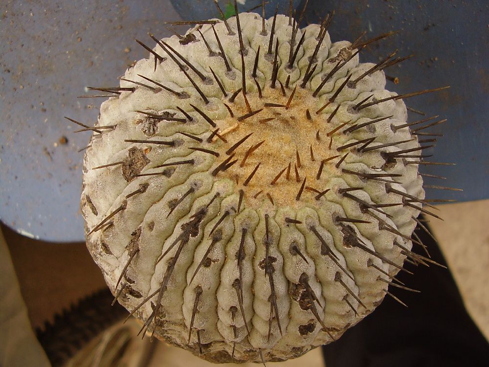 Copi-columna alba.jpg