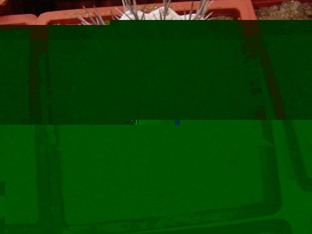 Cop-6.jpg