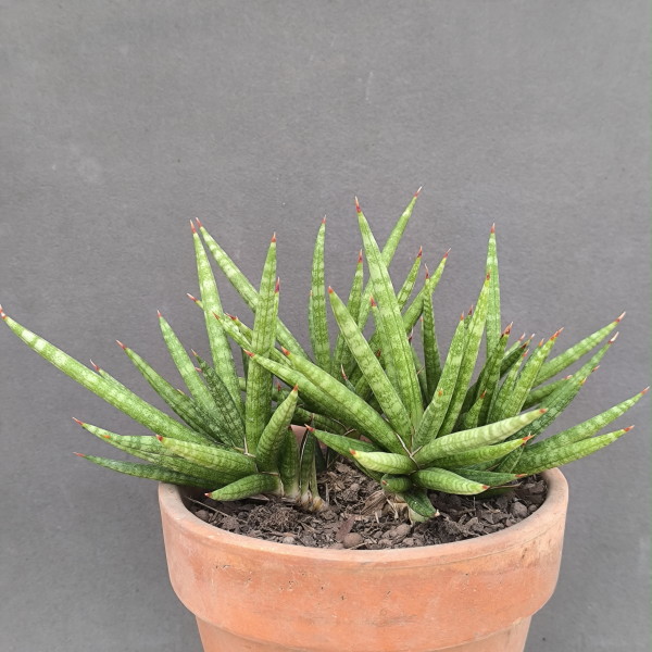 Sansevieria gracilis