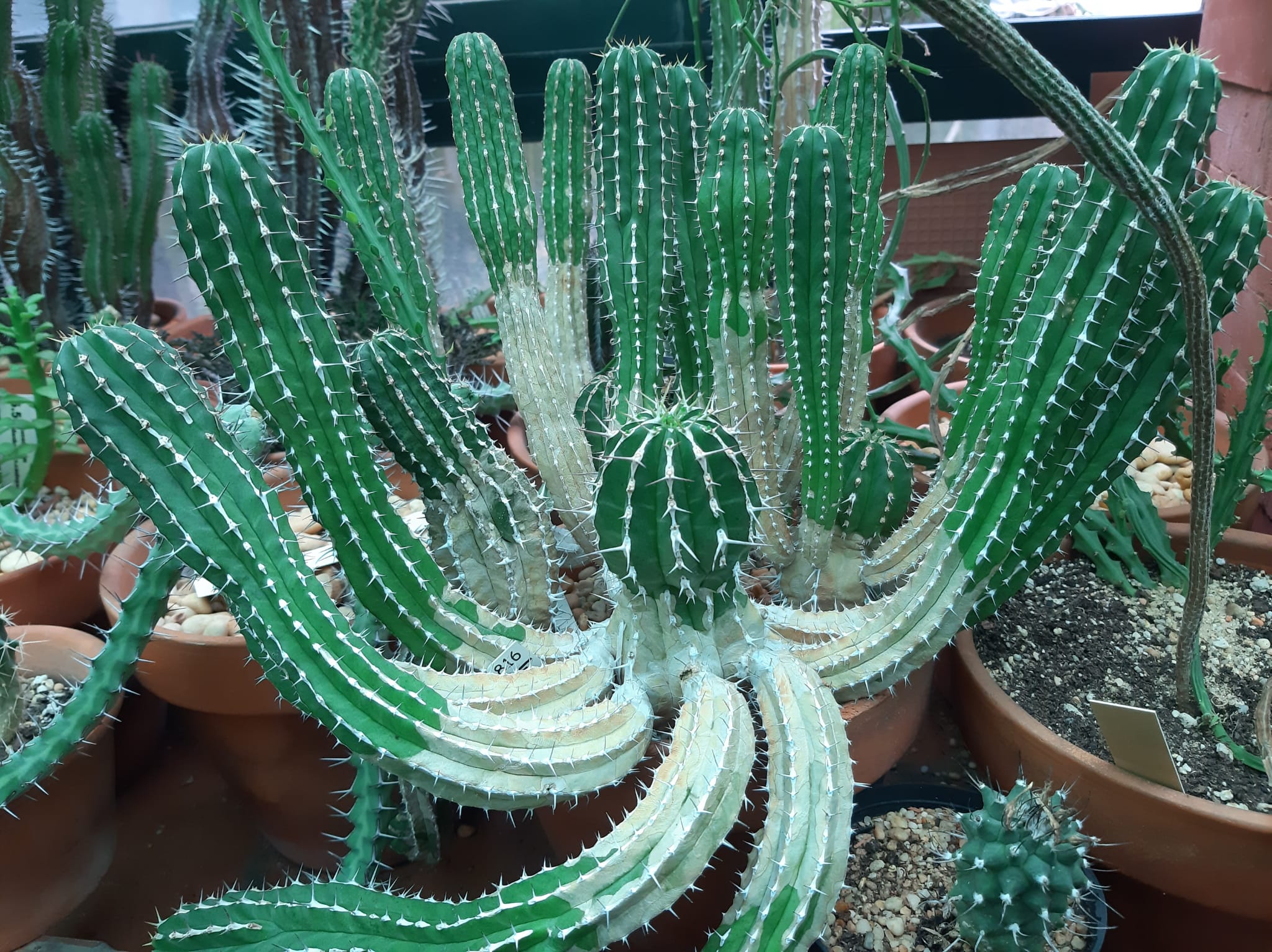 WhatsApp Image 2025-01-28 at 5.39.04 PM.jpeg