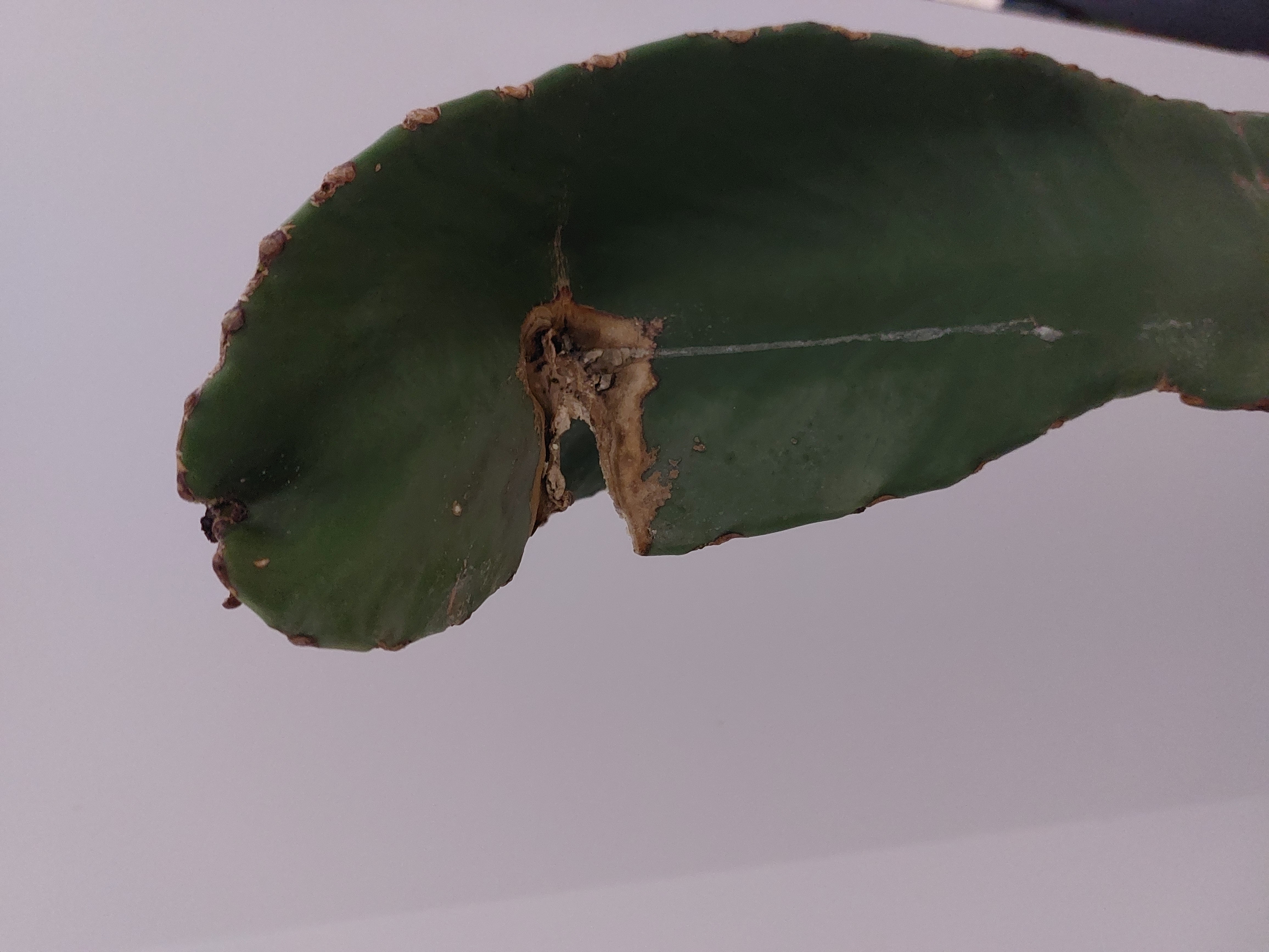 Euphorbia_Ingens_1.jpg