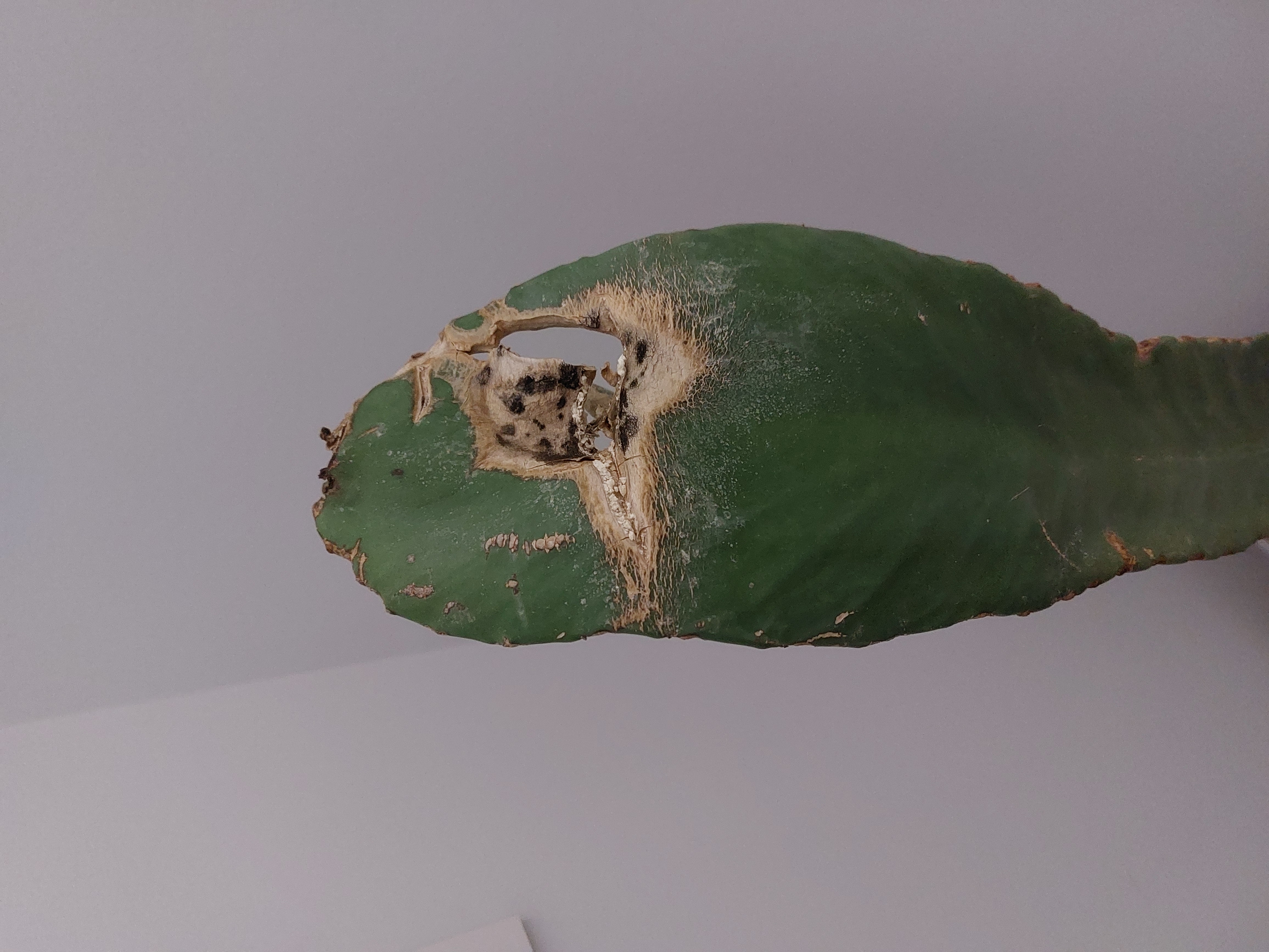 Euphorbia_Ingens_2.jpg