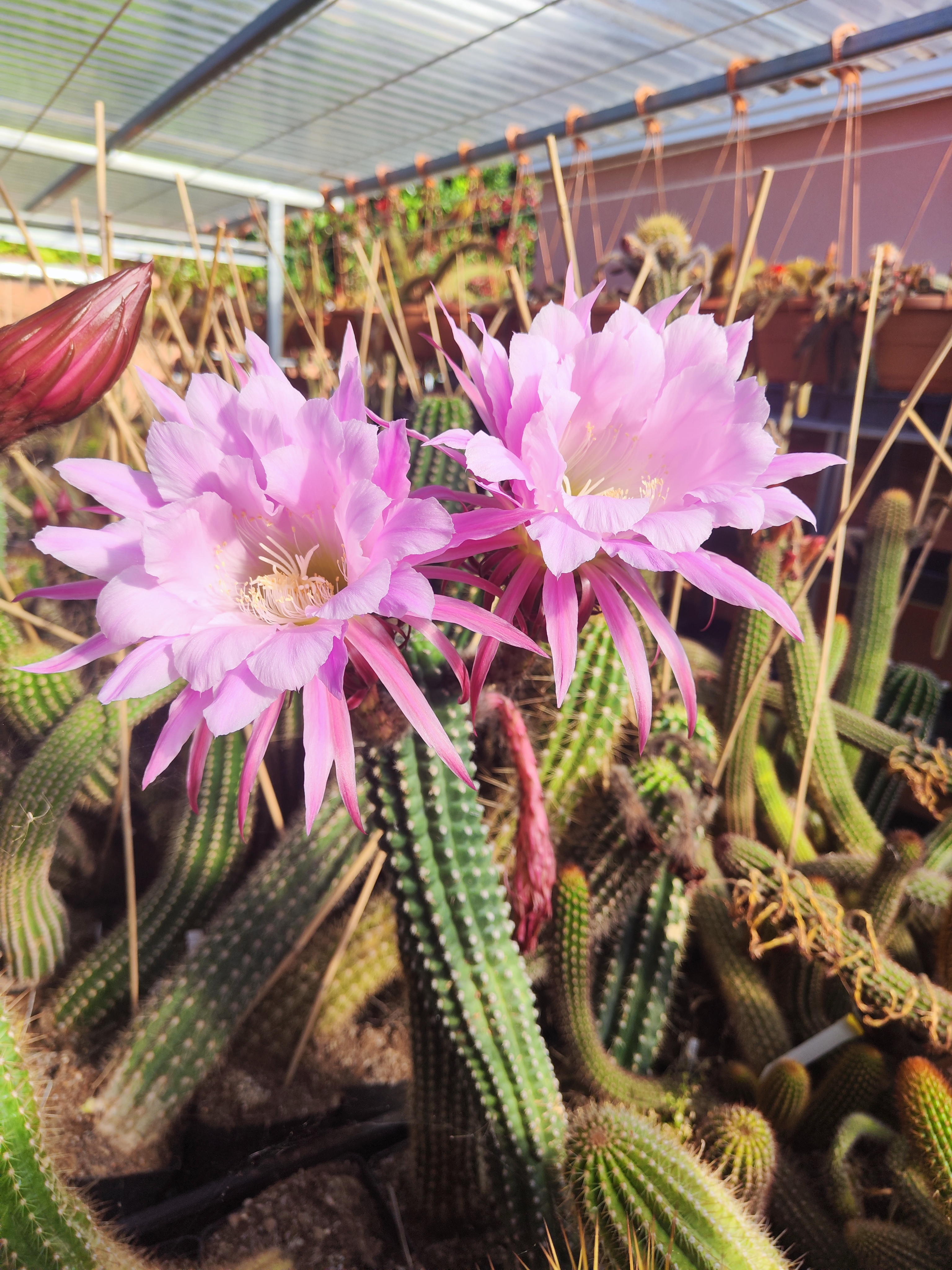TH Theleflora 01.jpg
