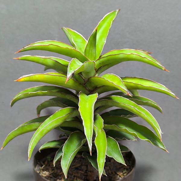 Sansevieria sp