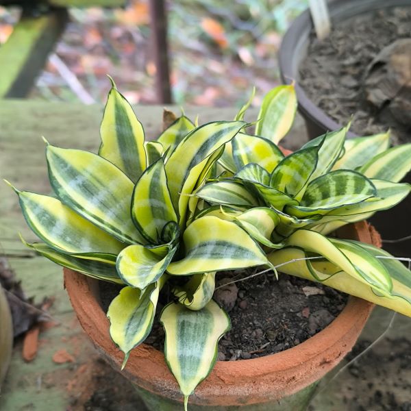Sansevieria trifasciata hahnii f. variegata