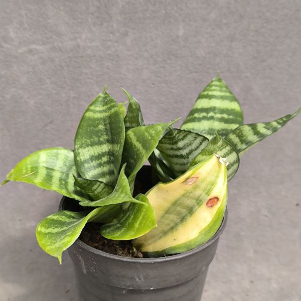 Sansevieria hahnii