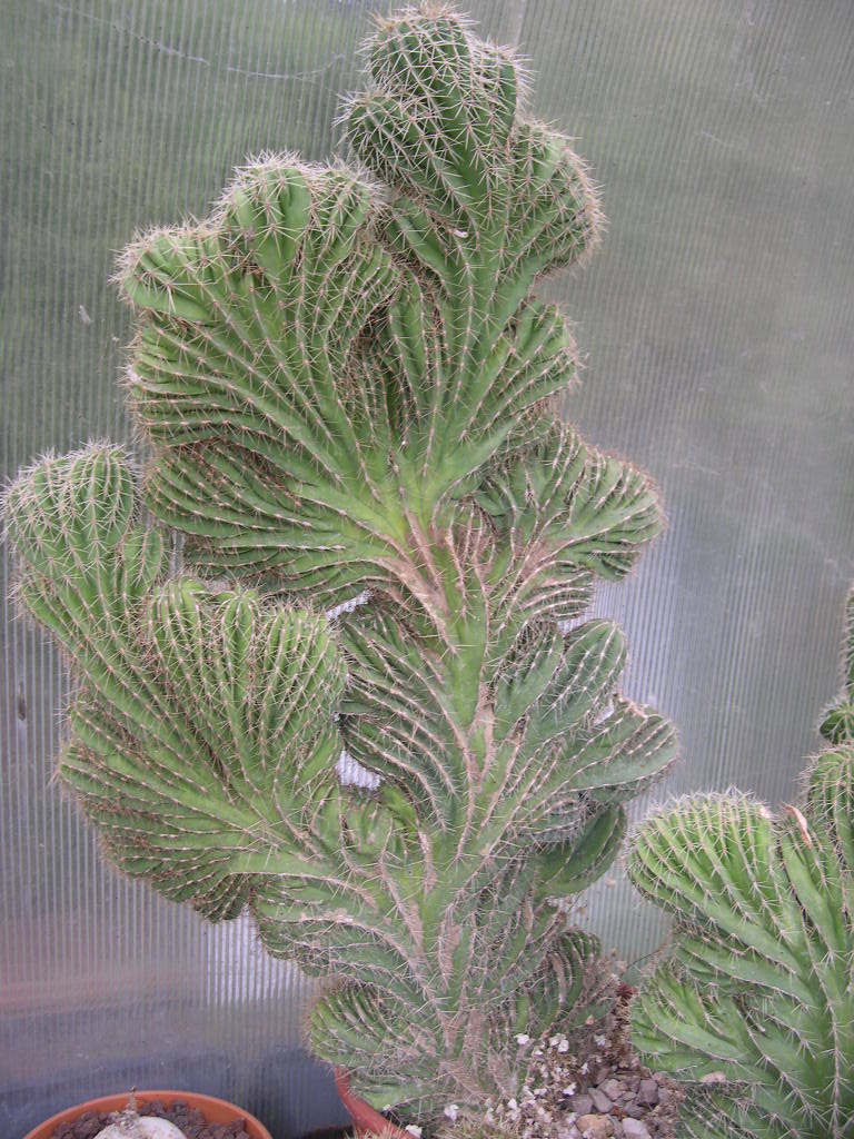 Isolatocereus dumortierii