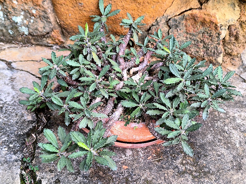 Euphorbia decaryi