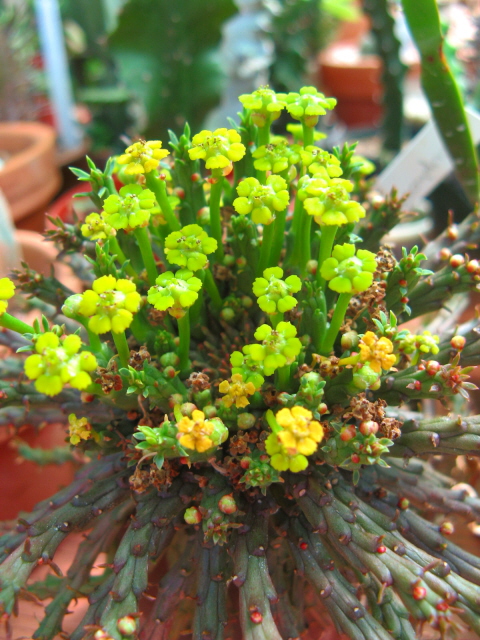 E. flanaganii