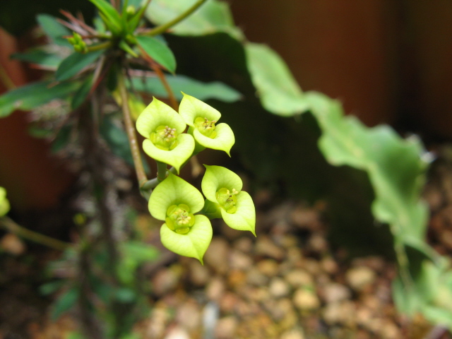 Euphorbia milii "Yellow"