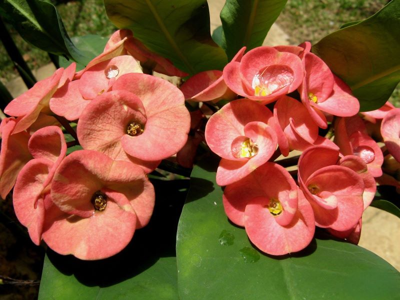 Euphorbia milii "Supergrandiflora"