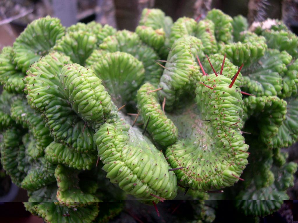 Euphorbia enopla