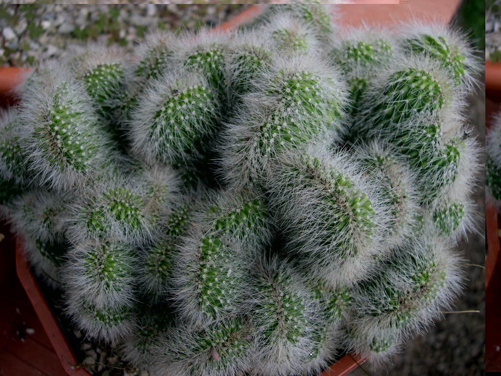 Echinocereus sp