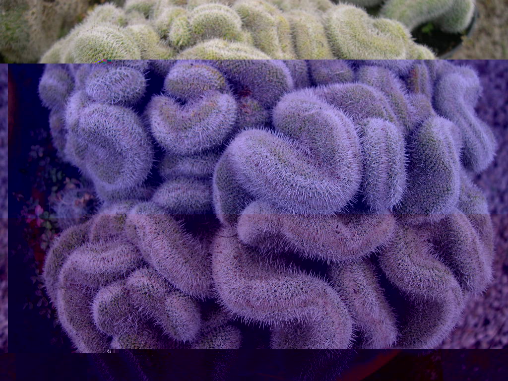 Mammillaria geminispina