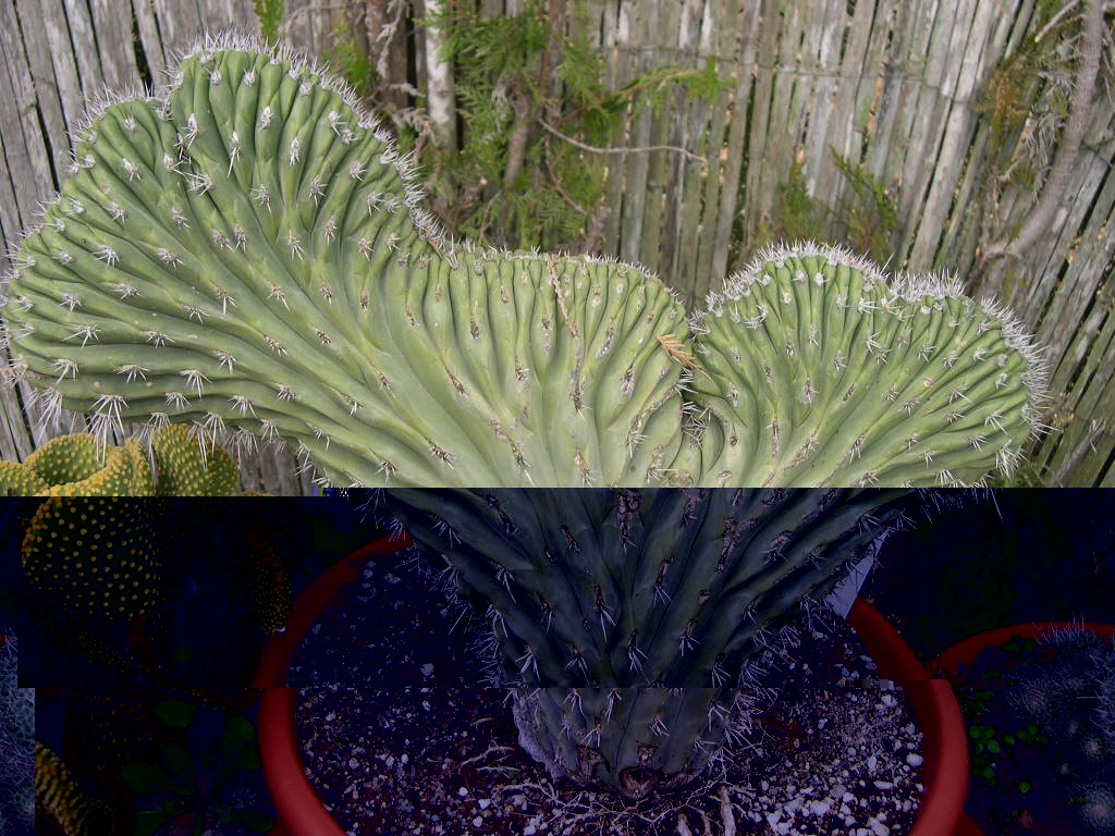 Stetsonia coryne