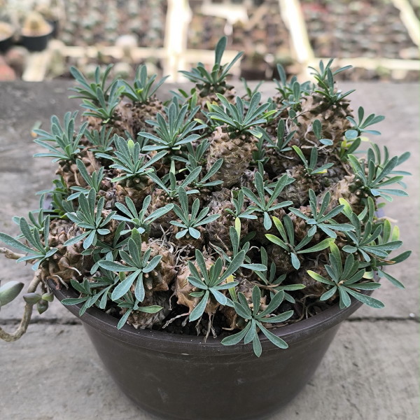 Euphorbia japonica