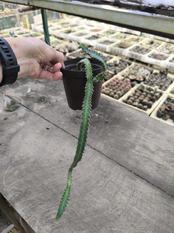 Esqueje de hoja de E.stellata