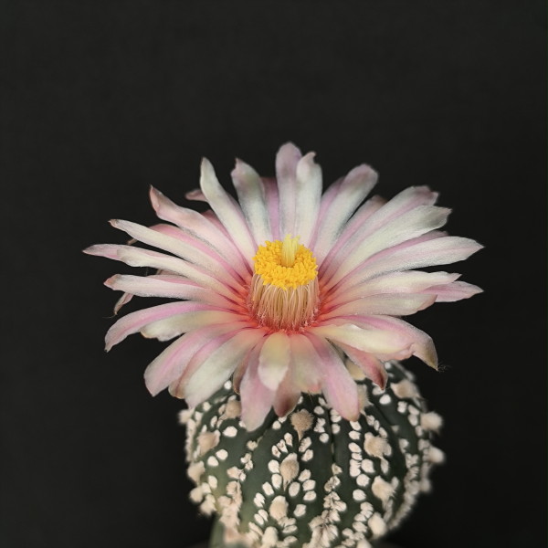 Astrophytum "Flor Bonita" :)