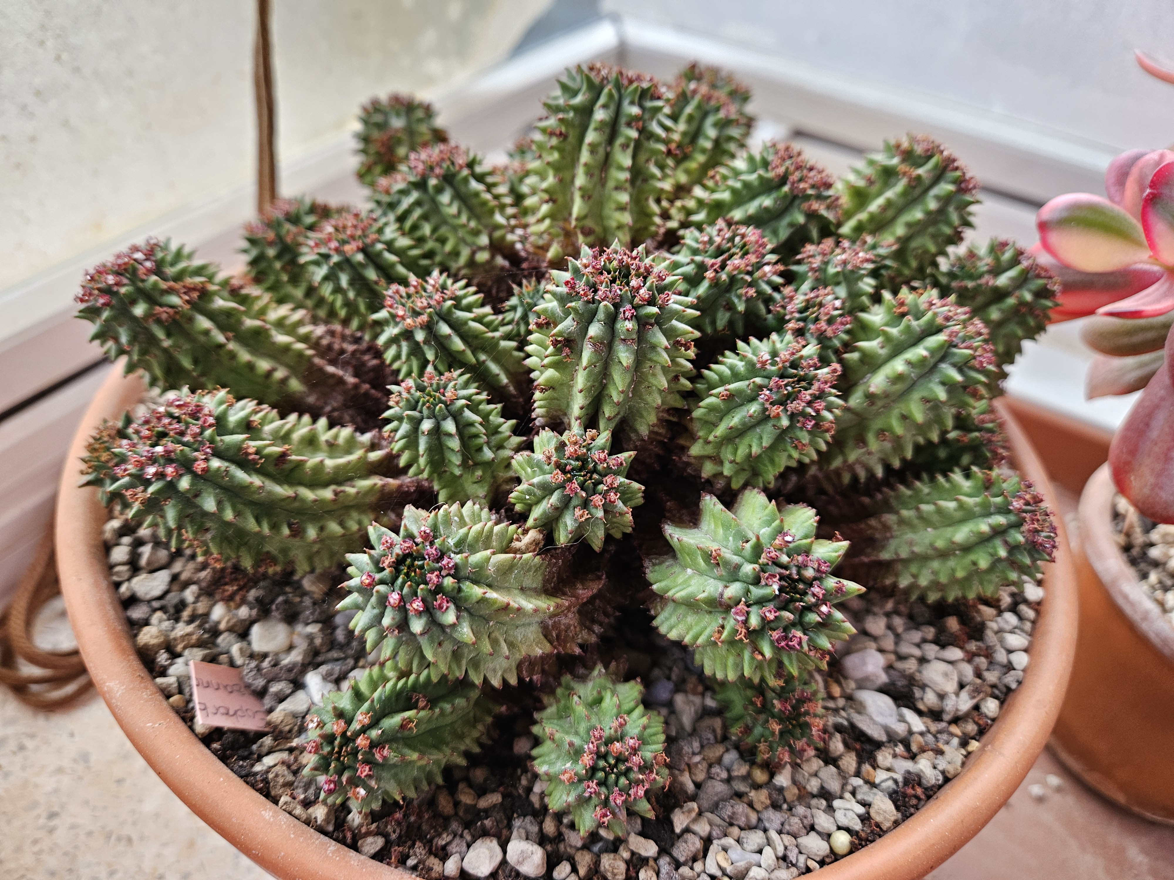 Euphorbia suzannae