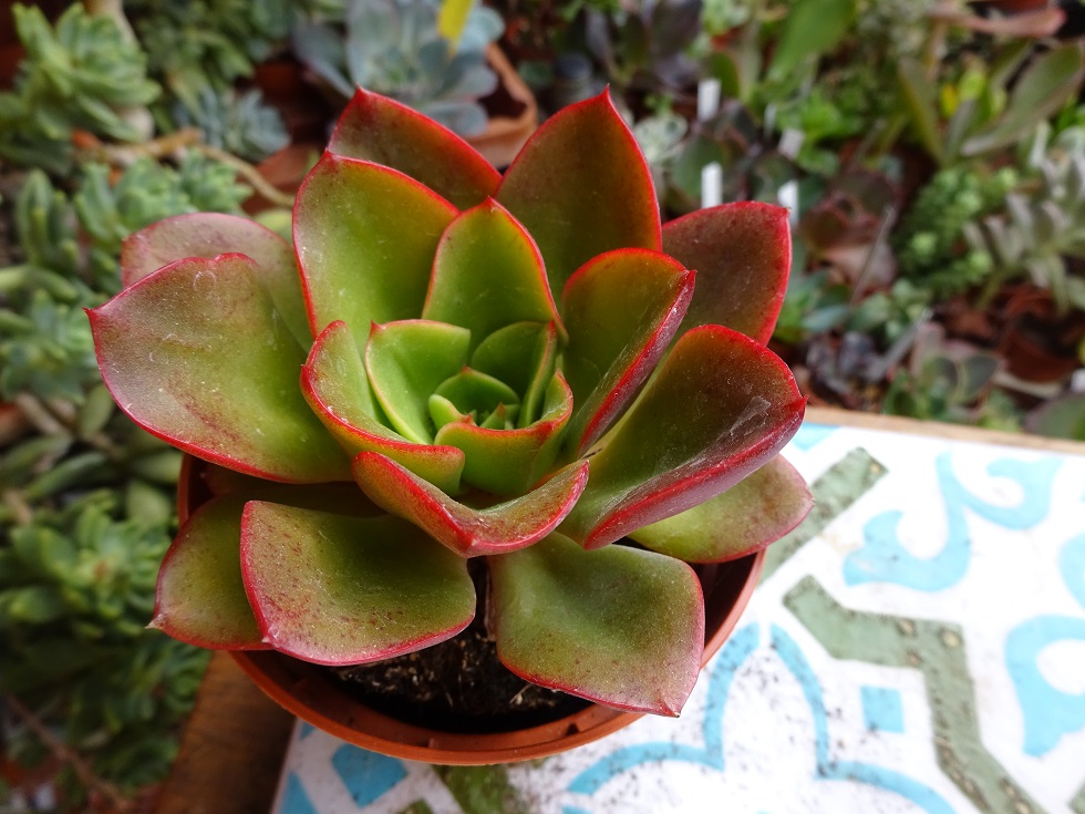 Echeveria Salsa Verde.JPG
