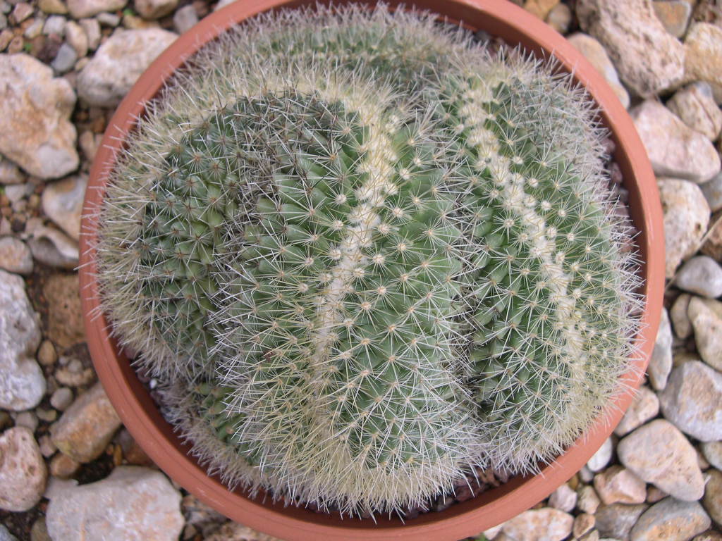 Mammillaria pringlei