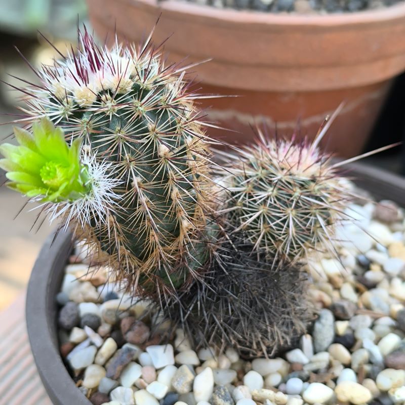 Echinocereus viridiflorus hoy
