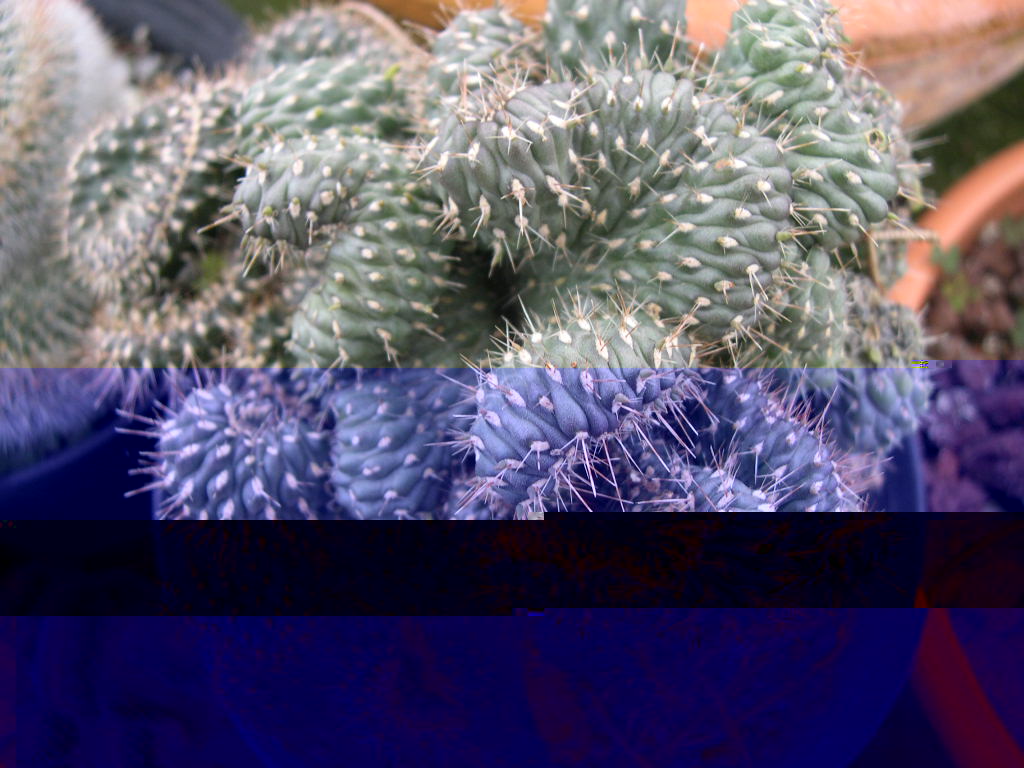 Opuntia sp