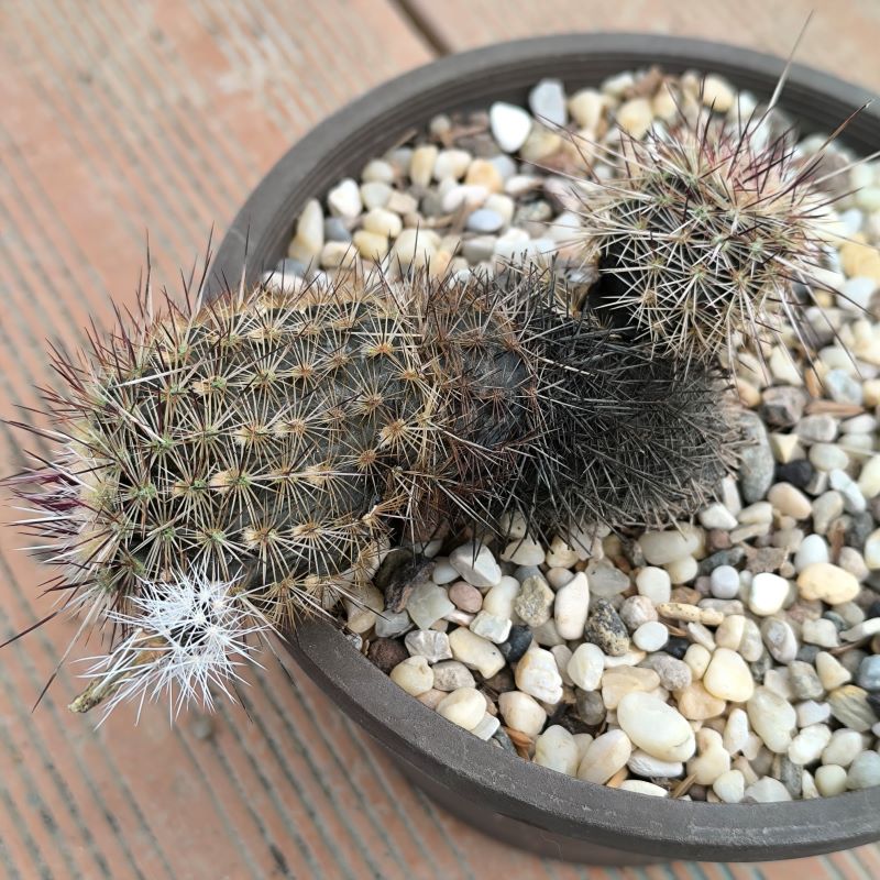 Echinocereus viridiflorus 7 días después