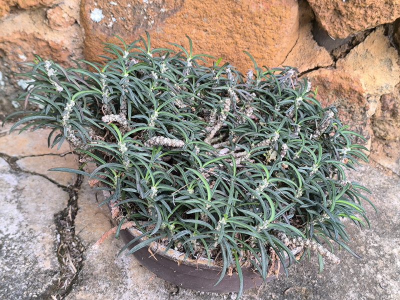 Euphorbia cylindrifolia