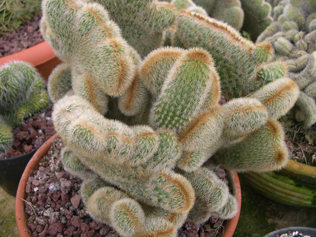 Cleistocactus
