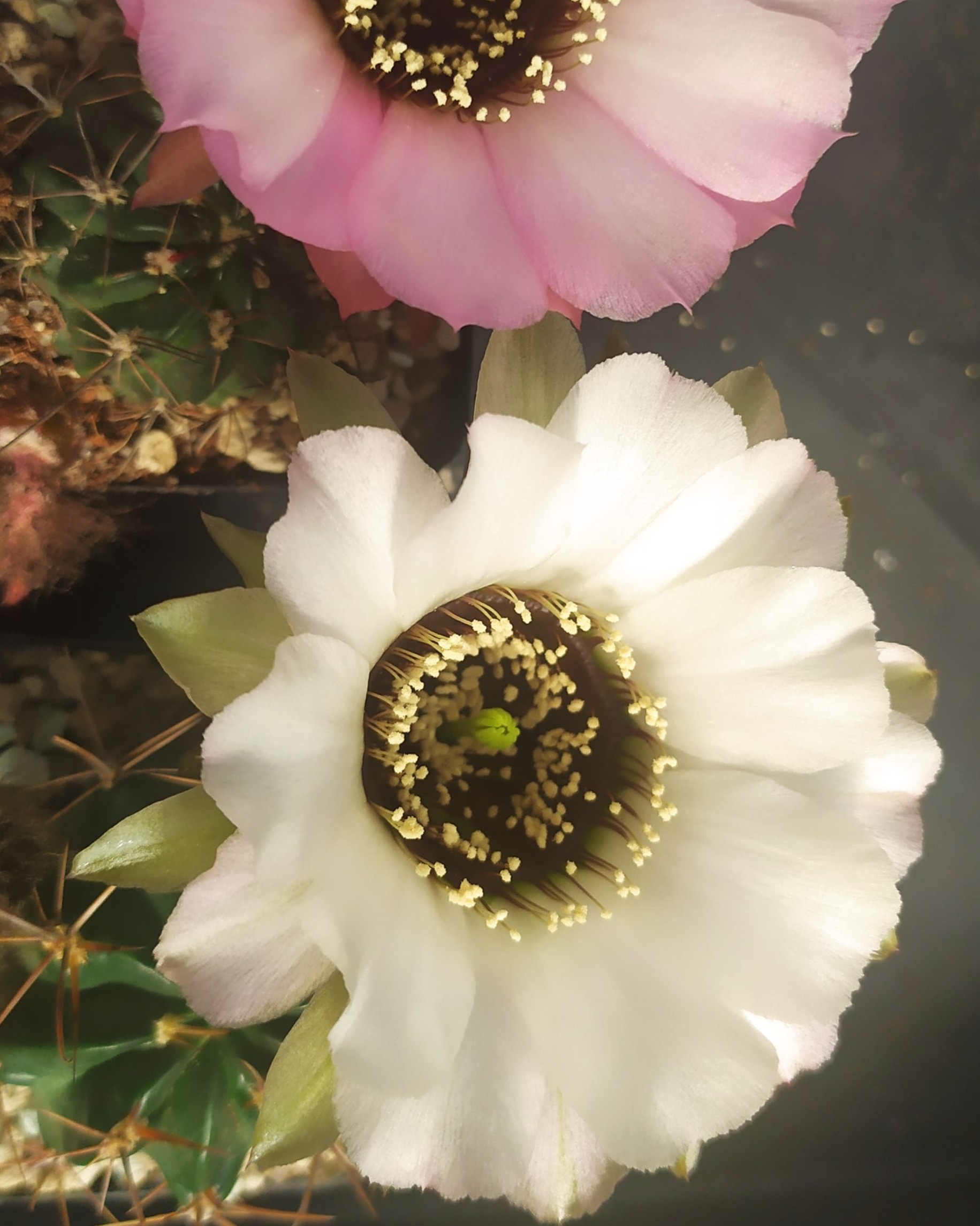 LH Jajoiana Anemone 03.jpg