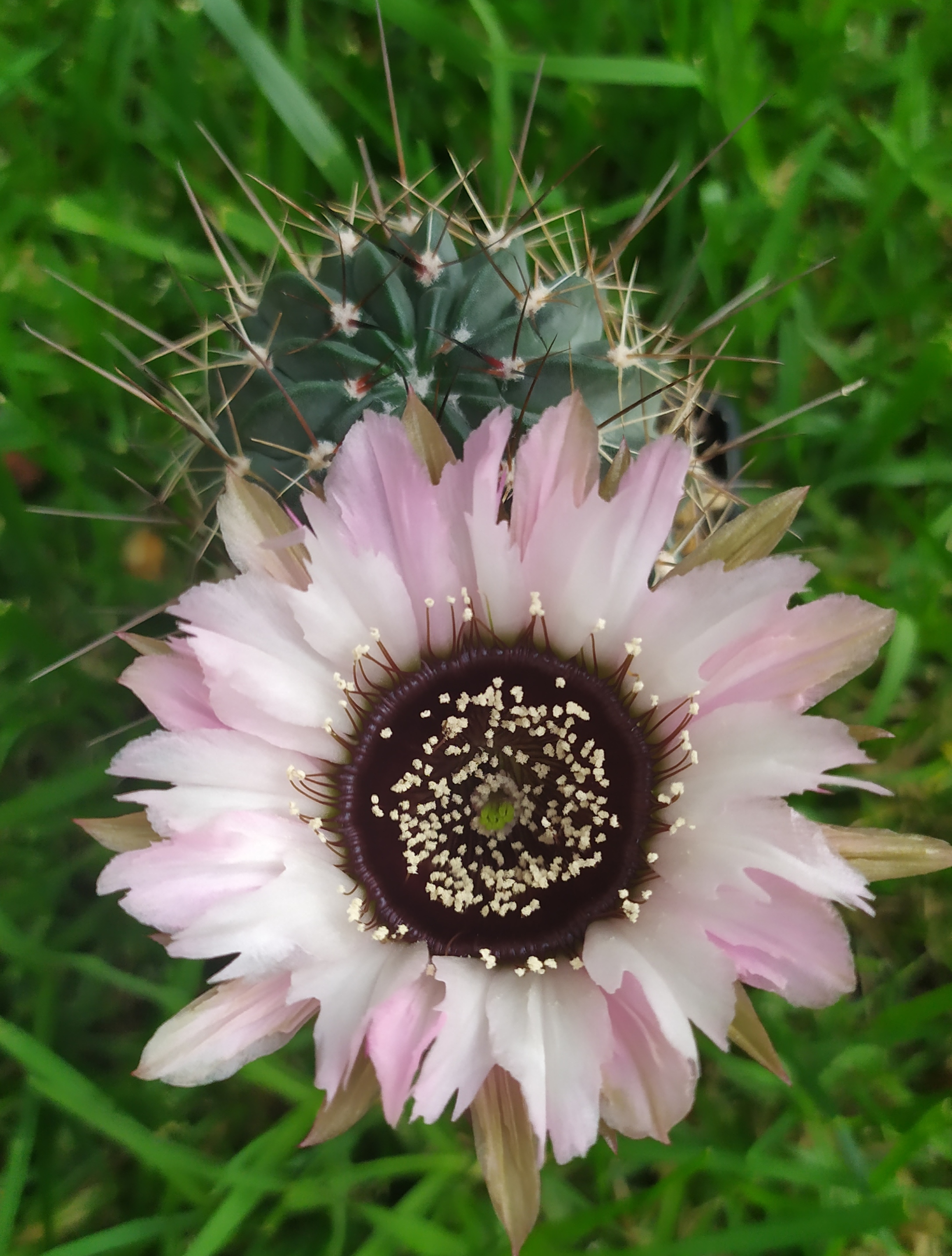 LH Jajoiana Anemone gezackt 03.jpg