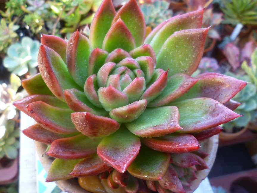 Echeveria x gilva 'Red'.JPG