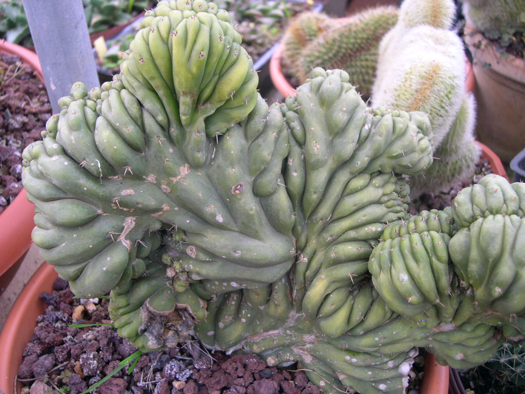 Trichocereus pachanoi