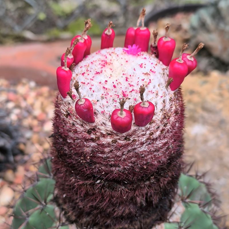 Melocactus mazelianus