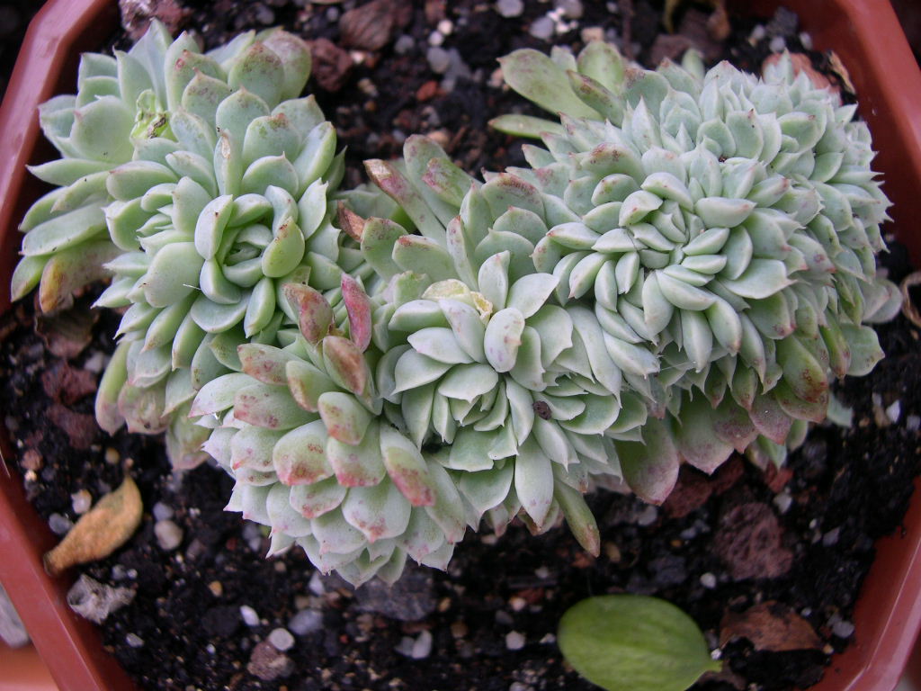 Echeveria sanchez.mejoradae