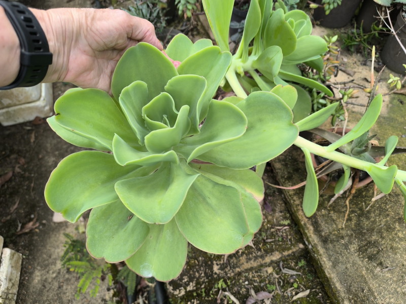 Echeveria pallida