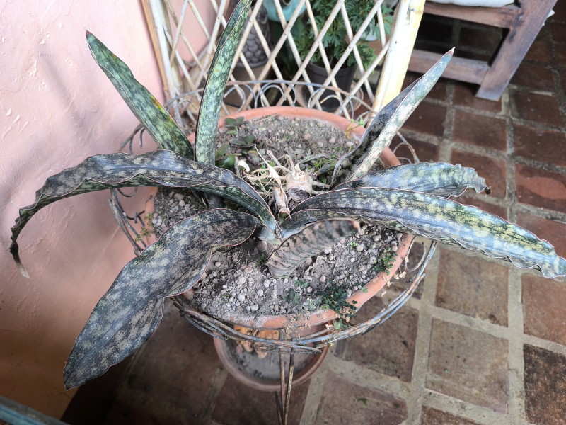 Sansevieria kirkii v 'Coppertone'