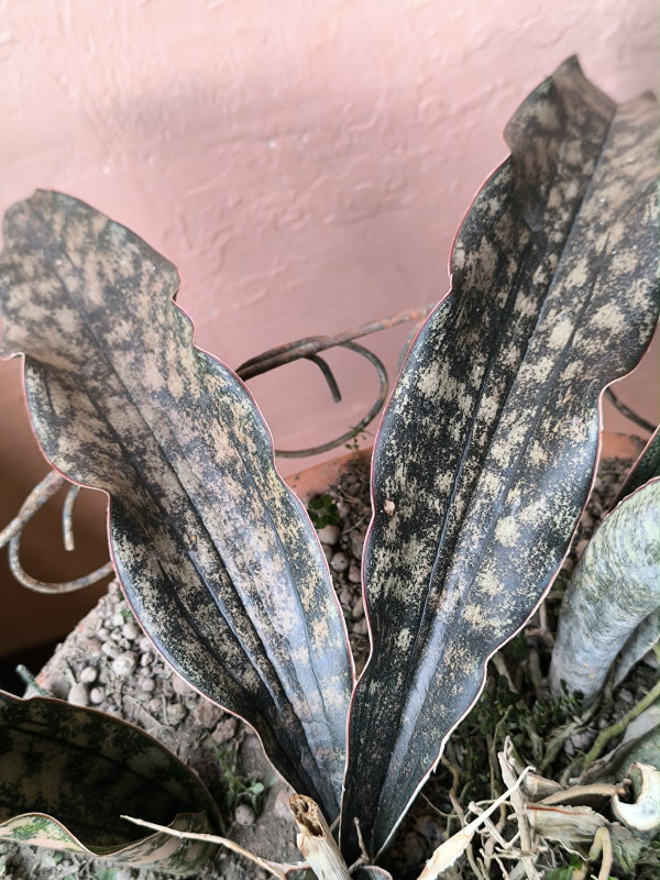 Sansevieria kirkii  'Coppertone'